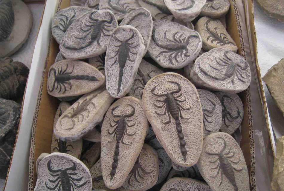 fossils morocco