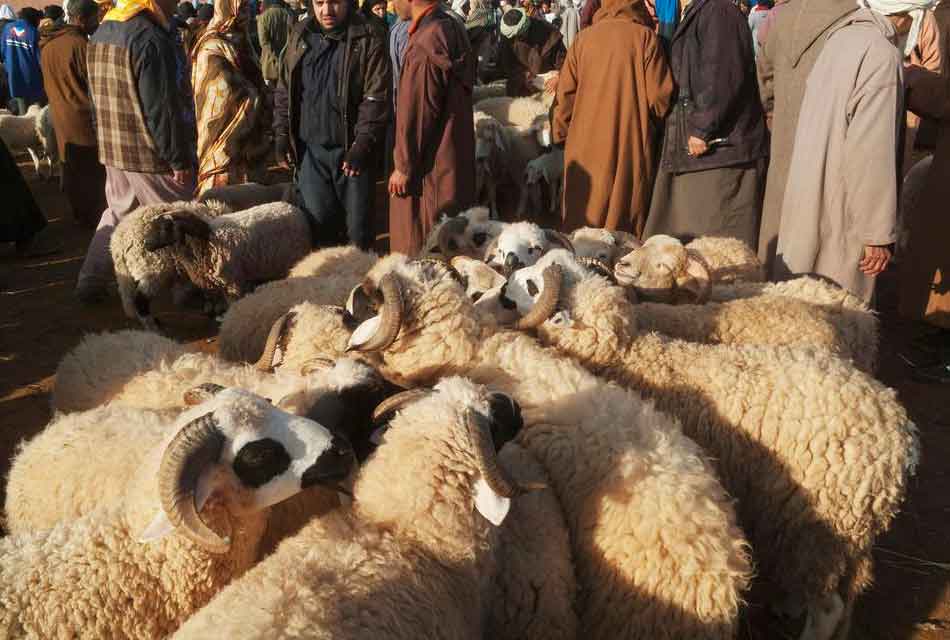 Moroccan sheeps Market