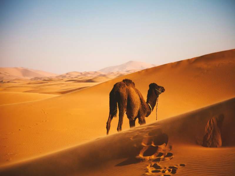 carlos-ibanez-644X6zmy1Hk-unsplash (6)-fotor-20250814161843 3 days desert tour from Fes to Marrakech