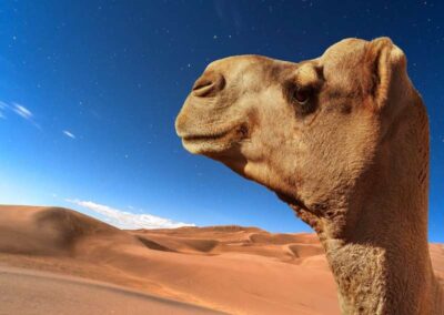 Marrakech desert tours 4 days