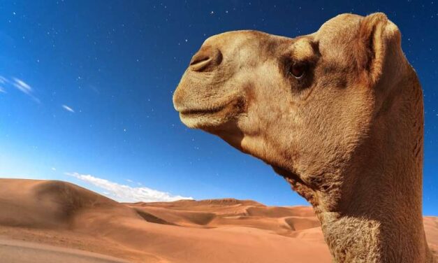 Marrakech desert tours 4 days