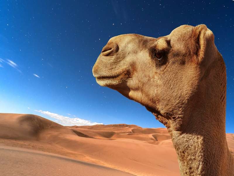 Marrakech desert tours 4 days