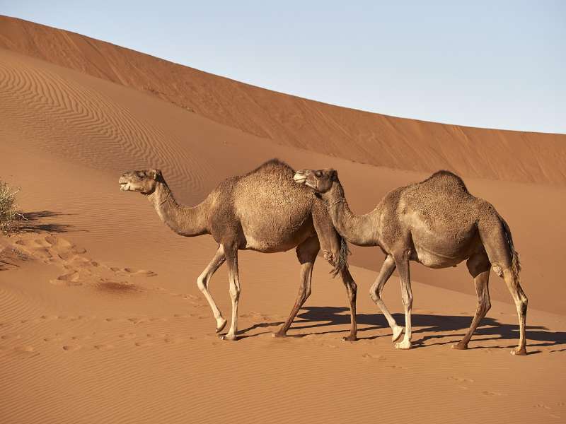 6 days tour from Casablanca to Marrakech