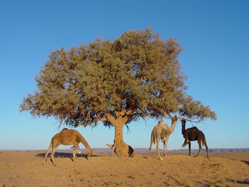 8 day itinerary morocco