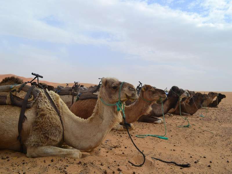 carlos-ibanez-644X6zmy1Hk-unsplash (6)-fotor-20250814161843 3 day tour from Marrakech to Merzouga