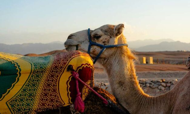 A Guide to Business Culture in Morocco